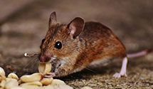 24 Hour & Emergency Exterminators in Matunuck, RI
